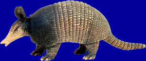 armadillo