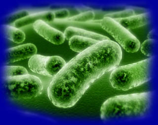 bacteria