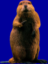 beaver