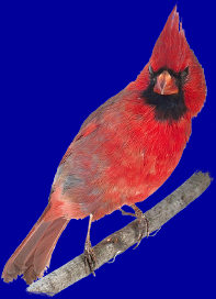 cardinal