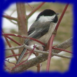 chickadee