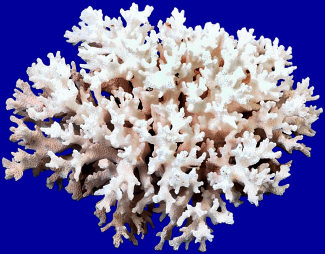 coral