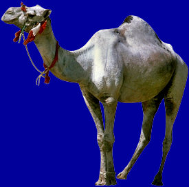 dromedary camel