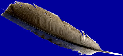 feather