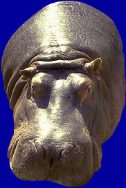 hippopotamus