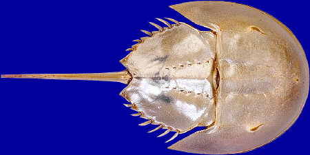 horseshoe crab