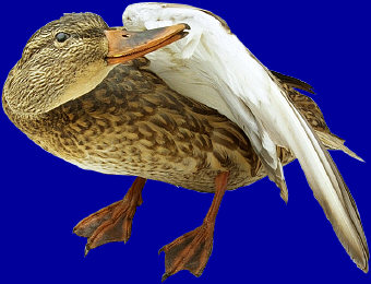 mallard duck