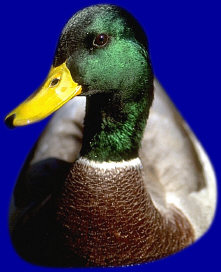 mallard duck