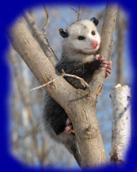 opossum