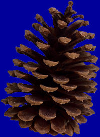 pine cone