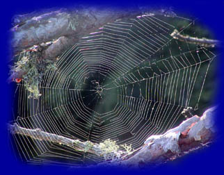 Spider web - Wikipedia