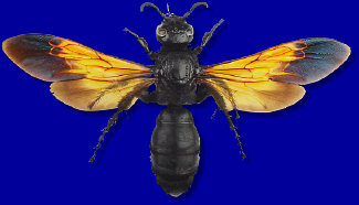 wasp